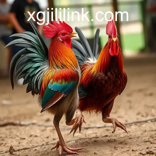 Exploring the Rise of Online Sabong with XGJILI